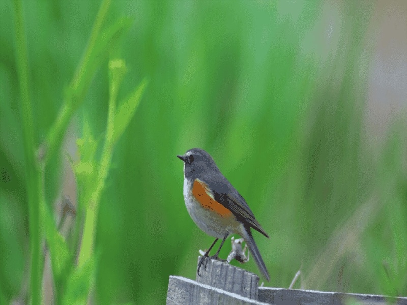 试管机构全麻还是局麻（试管孕酮低04）